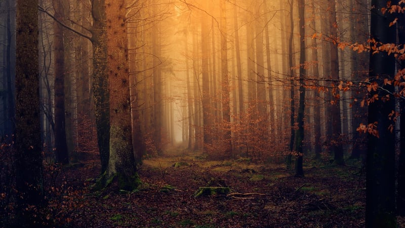 Enchanting Ballads